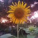 สมาชิกหมายเลข 2395197