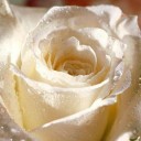 มุกดาพร