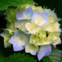 สมาชิกหมายเลข 1690826