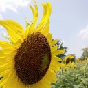 สมาชิกหมายเลข 2463456