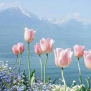 สมาชิกหมายเลข 971347