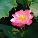 สมาชิกหมายเลข 1944933