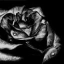 สมาชิกหมายเลข 3176240