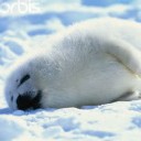 แมวน้ำน้อยพุงป่องท่องอาร์คติค