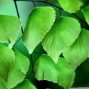 สมาชิกหมายเลข 2648596