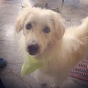 ไอติมช็อคโกแลต