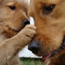 สมาชิกหมายเลข 1240375