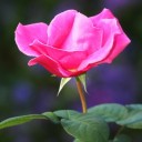 คามาคูระ54