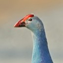 สมาชิกหมายเลข 2307369