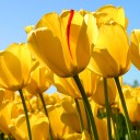 สมาชิกหมายเลข 1114049