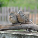 สมาชิกหมายเลข 3177304