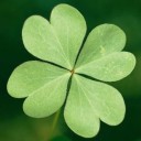 สมาชิกหมายเลข 729005