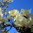 ไข่ตุ๋นกะหล่ำปลี