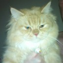 ติ่งแมวเหมียว