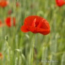 สมาชิกหมายเลข 1958665