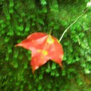 รถรางพิเศษ