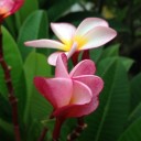 สมาชิกหมายเลข 730296