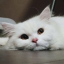 สมาชิกหมายเลข 2756131