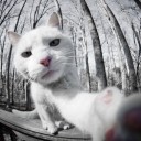 สมาชิกหมายเลข 1537097