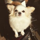 หมาอาบแดด