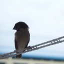 สมาชิกหมายเลข 1127803