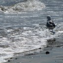 เอ้อระเหย