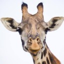 สมาชิกหมายเลข 2364804