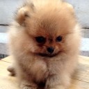 สมาชิกหมายเลข 3183611