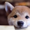 สมาชิกหมายเลข 3183754