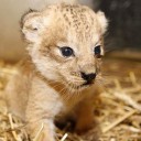 ลูกสิงโต_อโลฮ่า