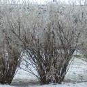 สมาชิกหมายเลข 1540217