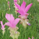 สมาชิกหมายเลข 2366417