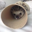 สมาชิกหมายเลข 3185386