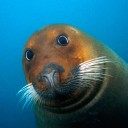 สมาชิกหมายเลข 735338