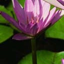 สมาชิกหมายเลข 1130967