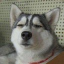 ยำใบมะกอก