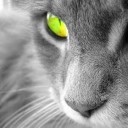 สมาชิกหมายเลข 3185654