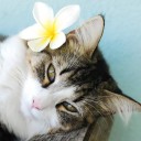 สมาชิกหมายเลข 2367414