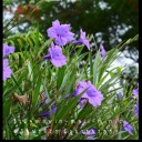 ริวคิ-mawin-maji-minic