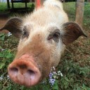 สมาชิกหมายเลข 1130542