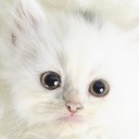 น้องแมวติดปีก