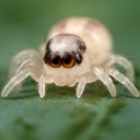 สไปเด้อมึน