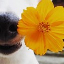 สมาชิกหมายเลข 2762463