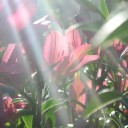 สมาชิกหมายเลข 2762683