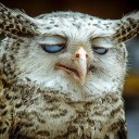 สมาชิกหมายเลข 3187282