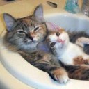 สมาชิกหมายเลข 734016