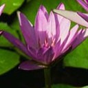 กิ่งหยก