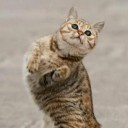 ไฮยี่น่า-แอ๊บแบ๋ว