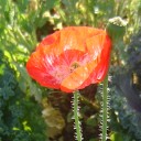 สมาชิกหมายเลข 739061