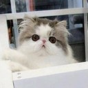 สมาชิกหมายเลข 1130266